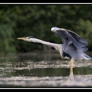 etirement heron 01-border